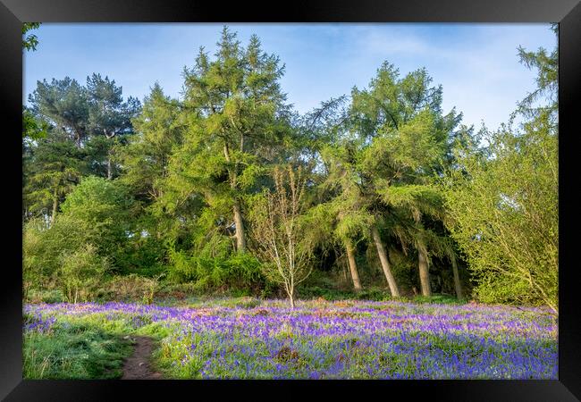 Discover the Magic of Newton Woods Framed Print by Steve Smith