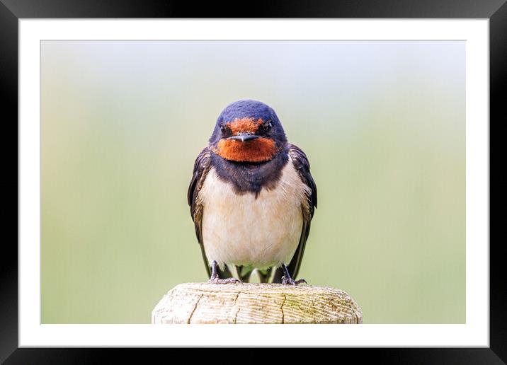 A close-up of a beautiful swallow Framed Mounted Print by Sam Owen