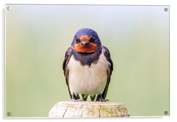 A close-up of a beautiful swallow Acrylic by Sam Owen