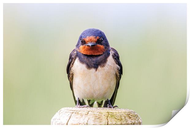 A close-up of a beautiful swallow Print by Sam Owen