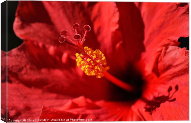 Hawaiian Rouge Hibiscus Canvas Print by Chris Frost