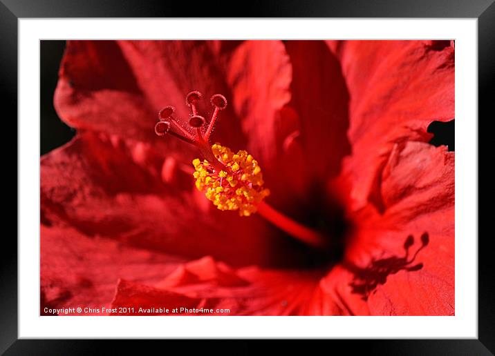 Hawaiian Rouge Hibiscus Framed Mounted Print by Chris Frost