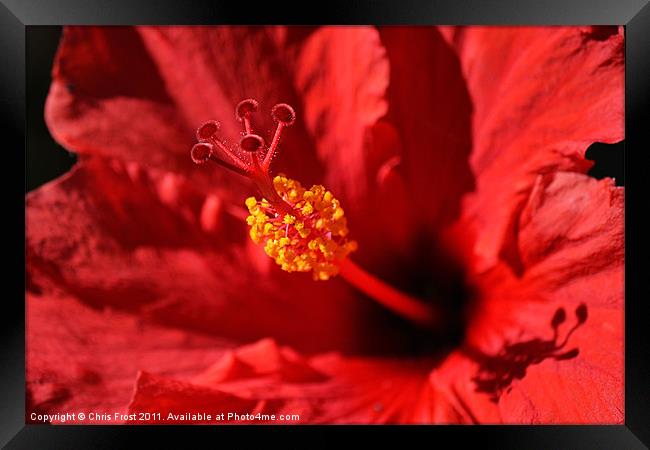 Hawaiian Rouge Hibiscus Framed Print by Chris Frost
