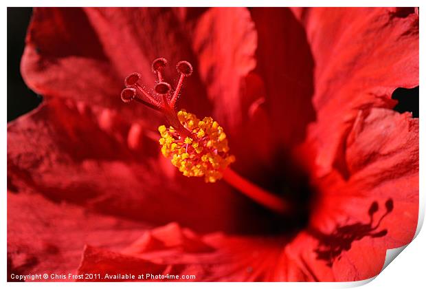 Hawaiian Rouge Hibiscus Print by Chris Frost