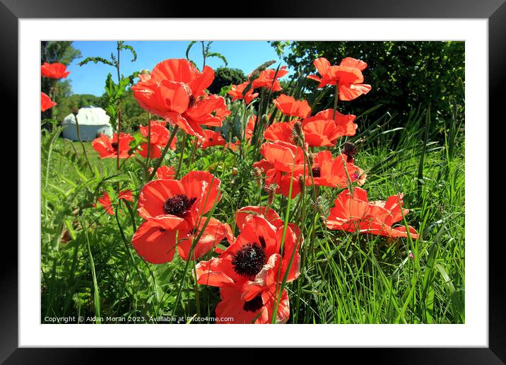 Field of Red Poppies  Framed Mounted Print by Aidan Moran