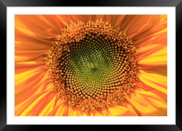  Yellow sunflower Framed Mounted Print by Aidan Moran