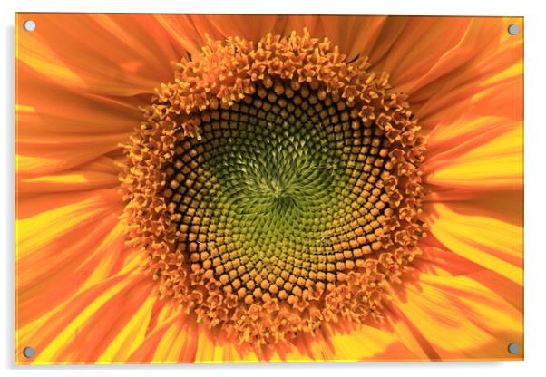  Yellow sunflower Acrylic by Aidan Moran