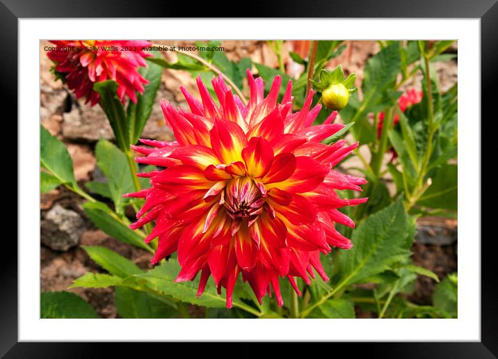 Red Dahlia Framed Mounted Print by Sally Wallis