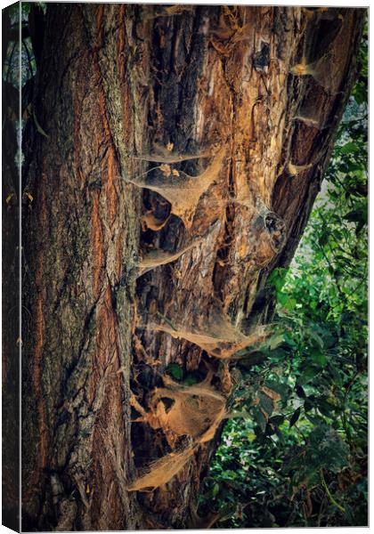 Old Tree Covered With Spider Webs Canvas Print by Artur Bogacki
