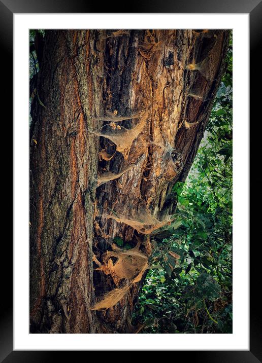Old Tree Covered With Spider Webs Framed Mounted Print by Artur Bogacki