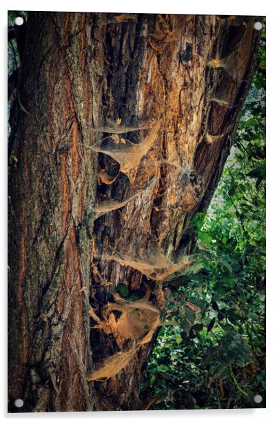 Old Tree Covered With Spider Webs Acrylic by Artur Bogacki