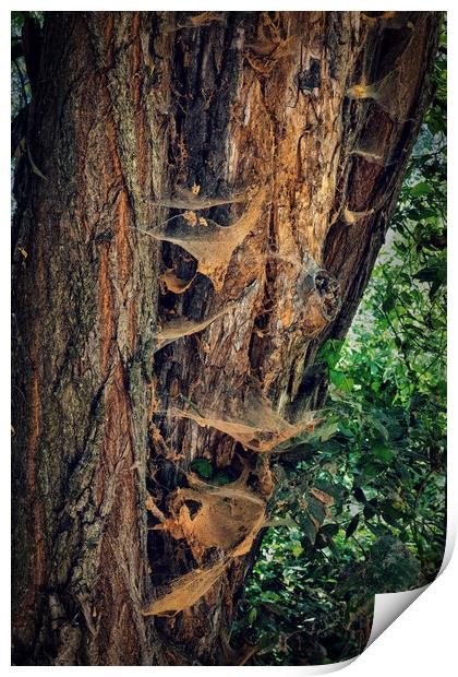 Old Tree Covered With Spider Webs Print by Artur Bogacki