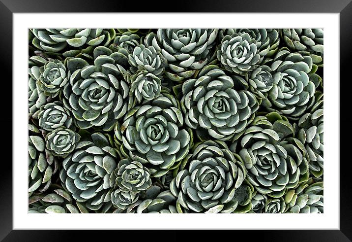 white mexican rose Framed Mounted Print by Heather Newton