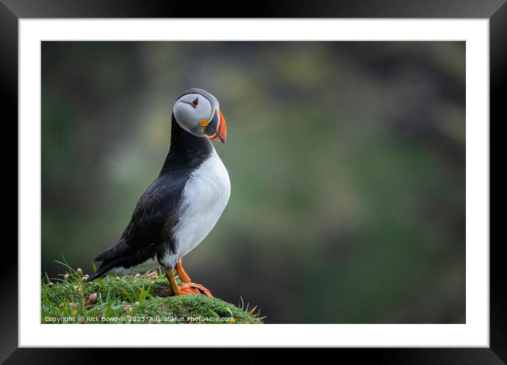 The Majestic Puffin Framed Mounted Print by Rick Bowden