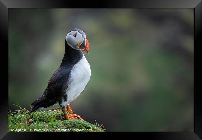 The Majestic Puffin Framed Print by Rick Bowden