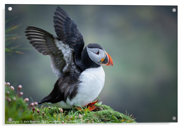 Puffin Acrylic by Rick Bowden