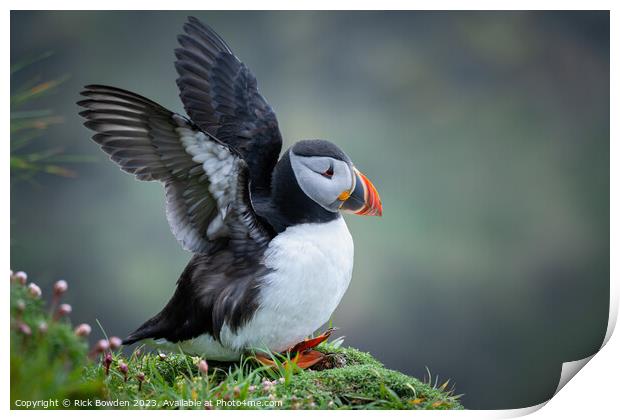 Puffin Print by Rick Bowden