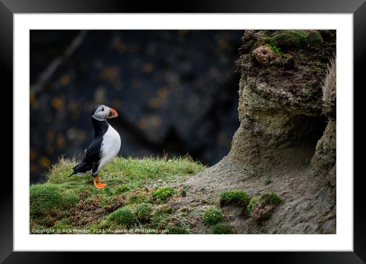 Peek-a-Boo Puffin Framed Mounted Print by Rick Bowden