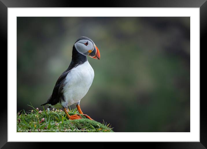 Puffin Framed Mounted Print by Rick Bowden