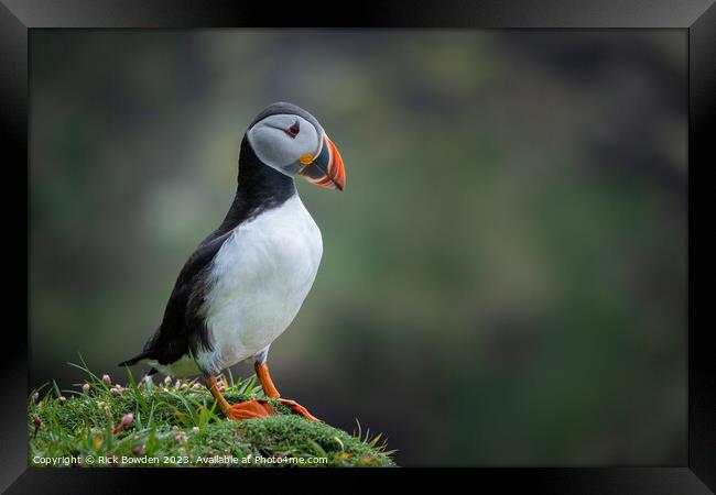 Puffin Framed Print by Rick Bowden