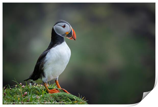 Puffin Print by Rick Bowden