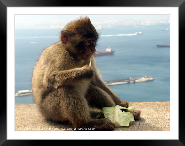 Barbary Macaque Framed Mounted Print by Abigail Langridge