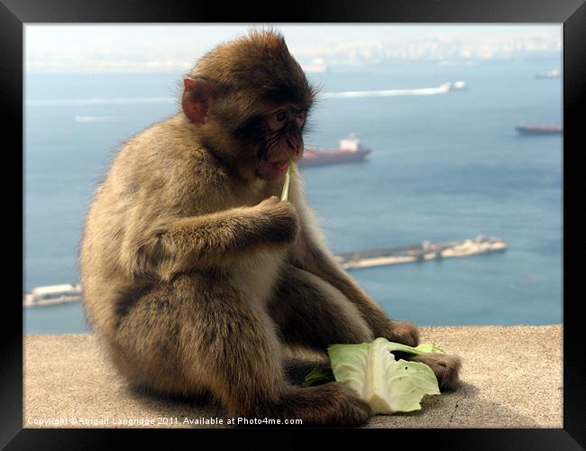 Barbary Macaque Framed Print by Abigail Langridge