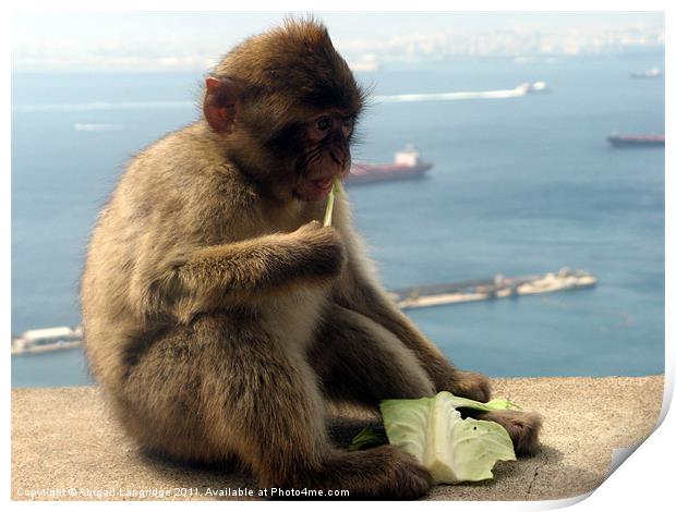 Barbary Macaque Print by Abigail Langridge