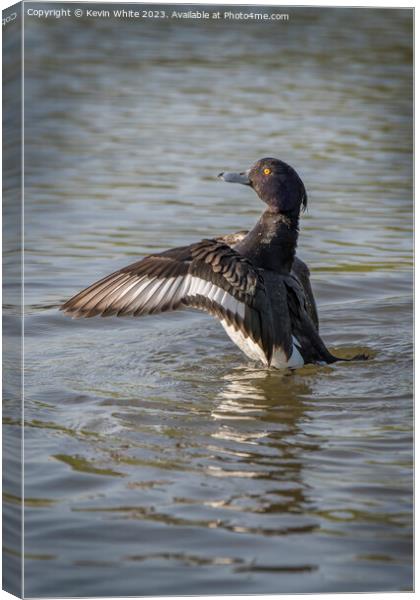 Tufted duck spreading his wings Canvas Print by Kevin White