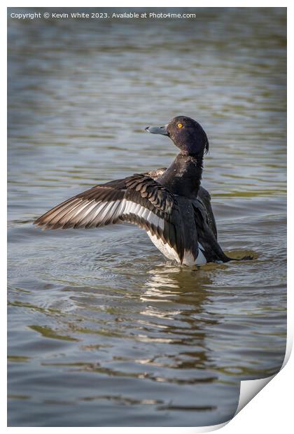 Tufted duck spreading his wings Print by Kevin White