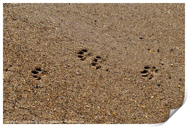 Dog Paws On The Beach Print by David Pyatt