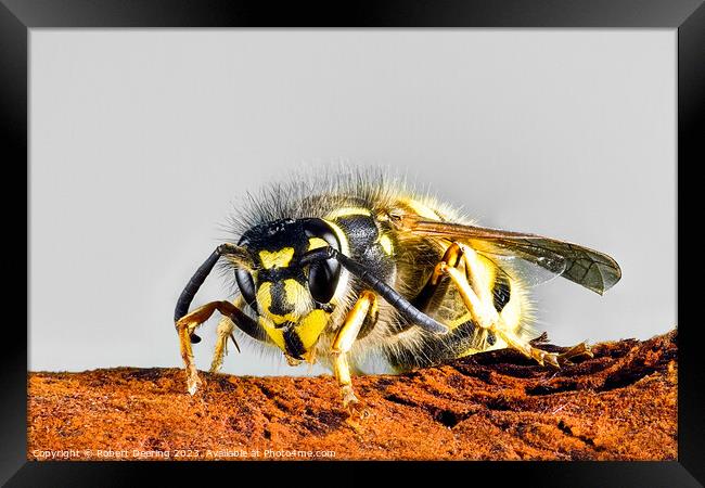 Common Wasp Vespula Vulgaris Framed Print by Robert Deering