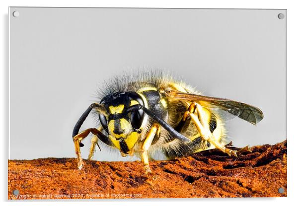 Common Wasp Vespula Vulgaris Acrylic by Robert Deering