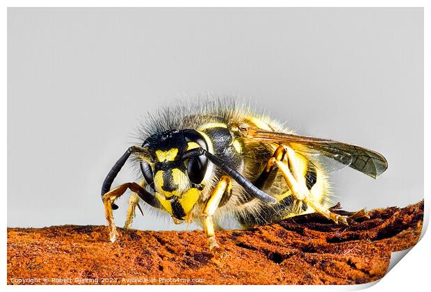 Common Wasp Vespula Vulgaris Print by Robert Deering