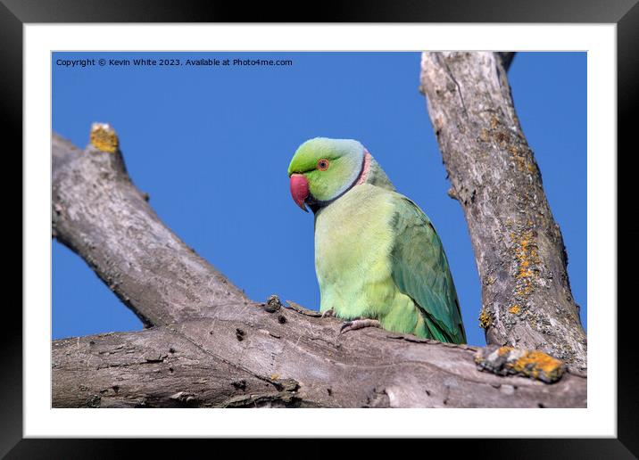 Ring necked parakeet in UK Framed Mounted Print by Kevin White