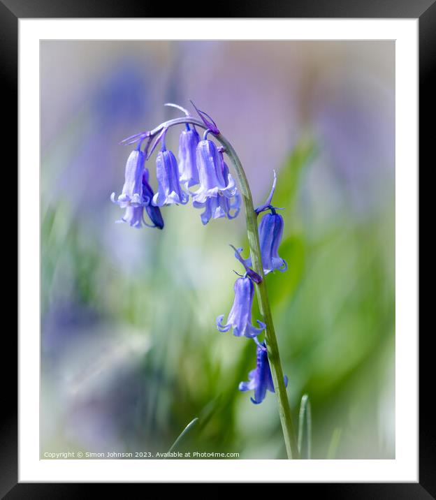 bluebell  flower Framed Mounted Print by Simon Johnson