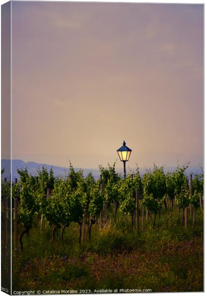 Vineyard with lantern at Sunset Canvas Print by Catalina Morales