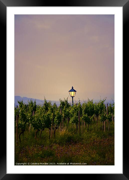 Vineyard with lantern at Sunset Framed Mounted Print by Catalina Morales