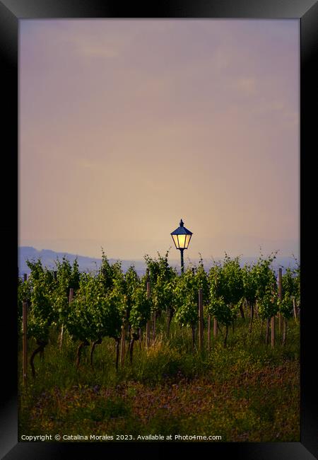 Vineyard with lantern at Sunset Framed Print by Catalina Morales