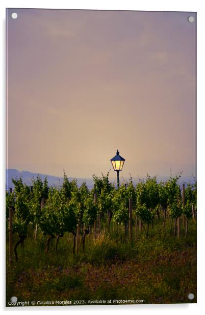 Vineyard with lantern at Sunset Acrylic by Catalina Morales