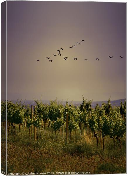 Vineyard with birds at Sunset Canvas Print by Catalina Morales
