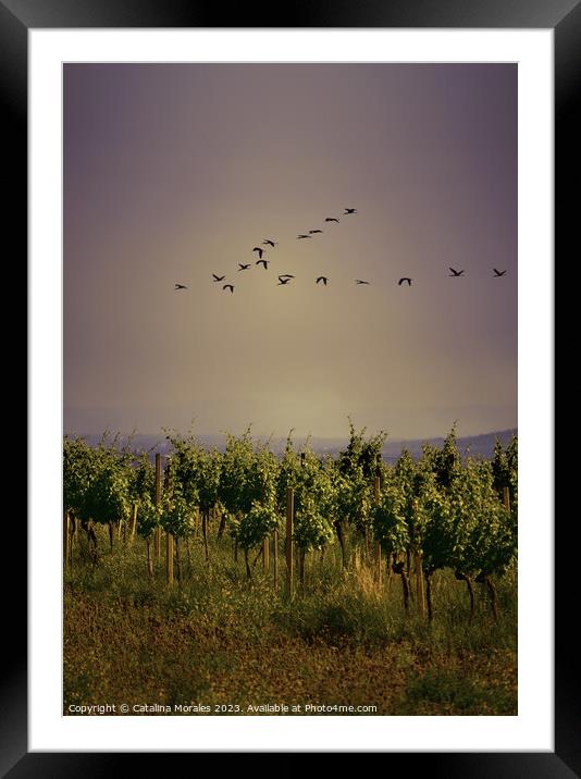 Vineyard with birds at Sunset Framed Mounted Print by Catalina Morales