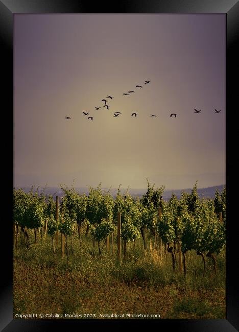 Vineyard with birds at Sunset Framed Print by Catalina Morales