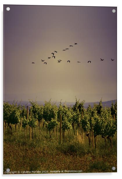 Vineyard with birds at Sunset Acrylic by Catalina Morales