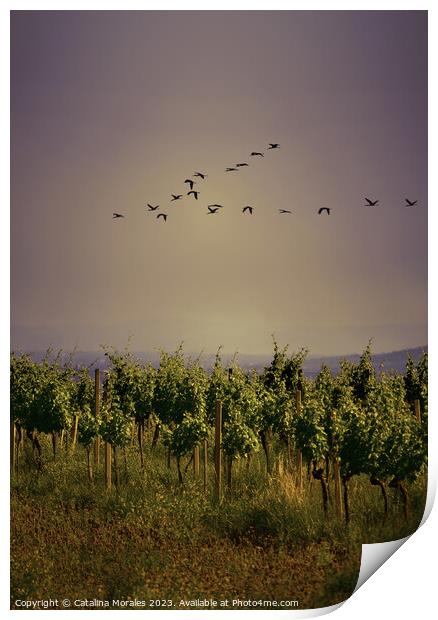 Vineyard with birds at Sunset Print by Catalina Morales