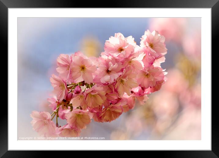 sunlit Cherry blossom Framed Mounted Print by Simon Johnson