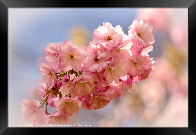 sunlit Cherry blossom Framed Print by Simon Johnson