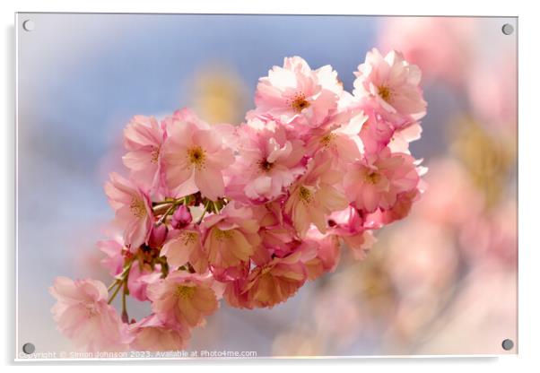 sunlit Cherry blossom Acrylic by Simon Johnson