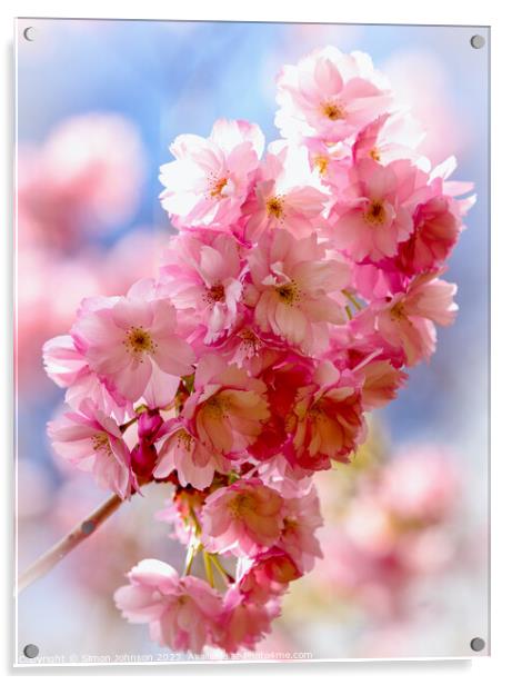 sunlit CVherry Blossom Acrylic by Simon Johnson