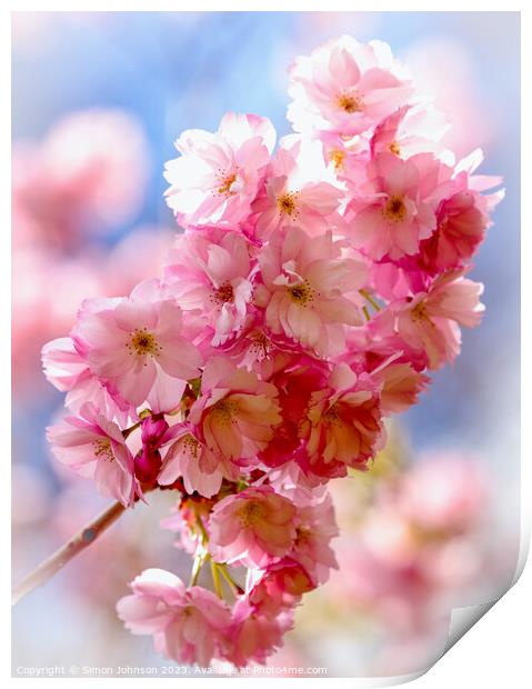 sunlit CVherry Blossom Print by Simon Johnson